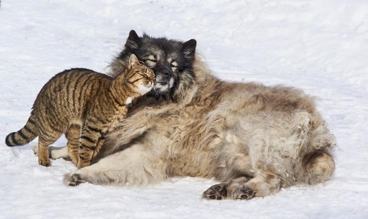 bonus animali domestici