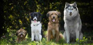 cane più vecchio del mondo