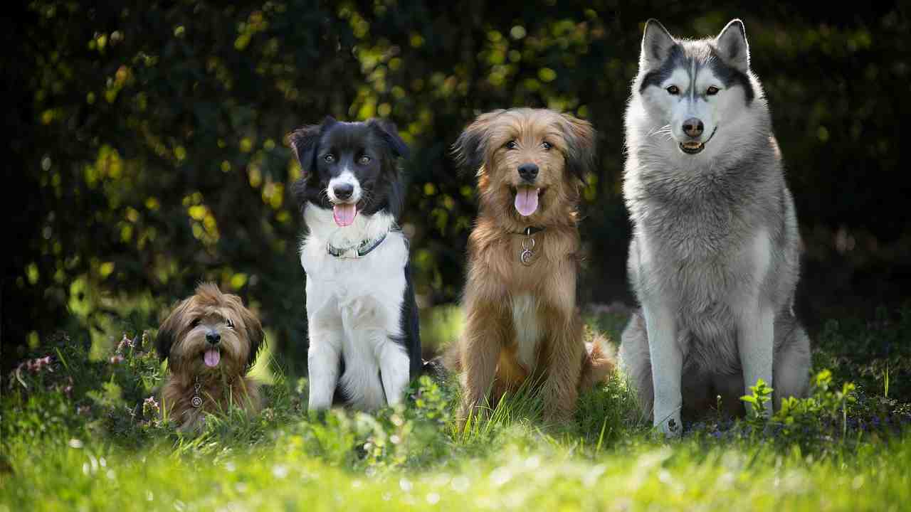 cane più vecchio del mondo