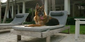 I milioni di Gunther - www.napolinewstoday.it
